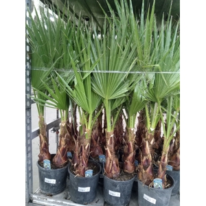 Washingtonia filifera
