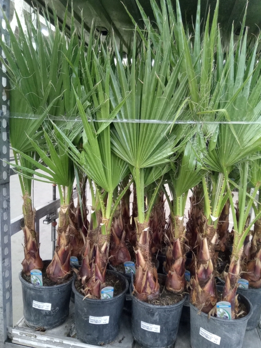 <h4>Washingtonia filifera</h4>