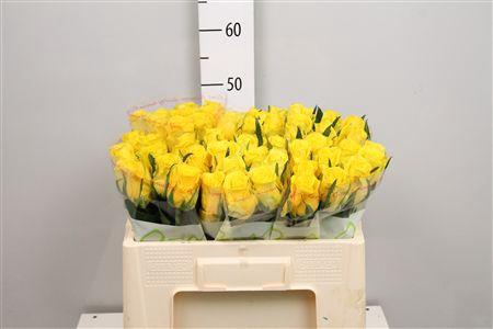 <h4>R Gr Moonwalk</h4>