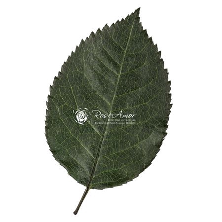 <h4>L Leaves</h4>