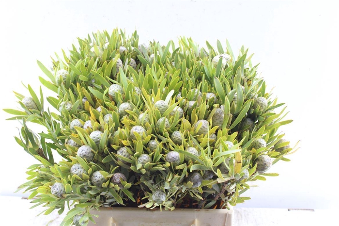 <h4>Kaaps Meridianum</h4>