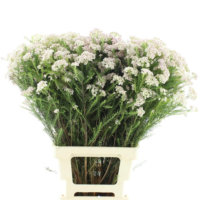 <h4>Ozoth Cooks Light Pink</h4>