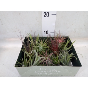 Tillandsia