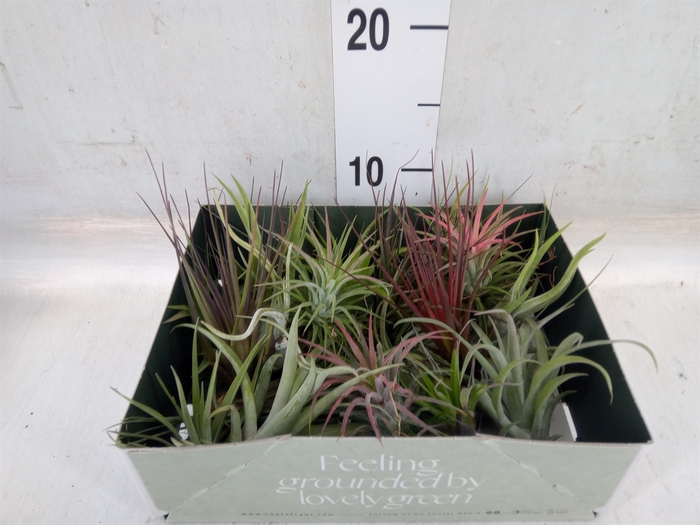 <h4>Tillandsia</h4>