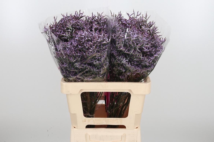 <h4>Lim Saf Lilac</h4>