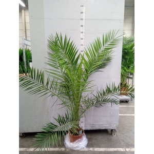 Phoenix canariensis