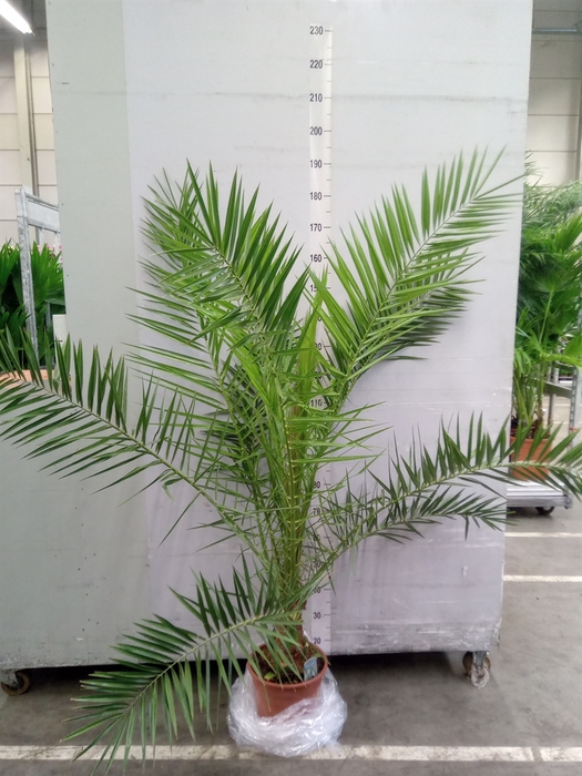 <h4>Phoenix canariensis</h4>