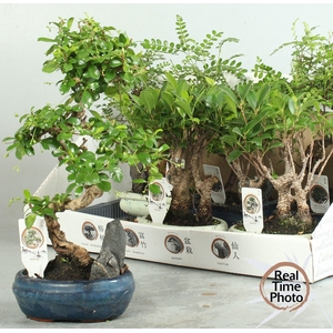 BONSAI GEM