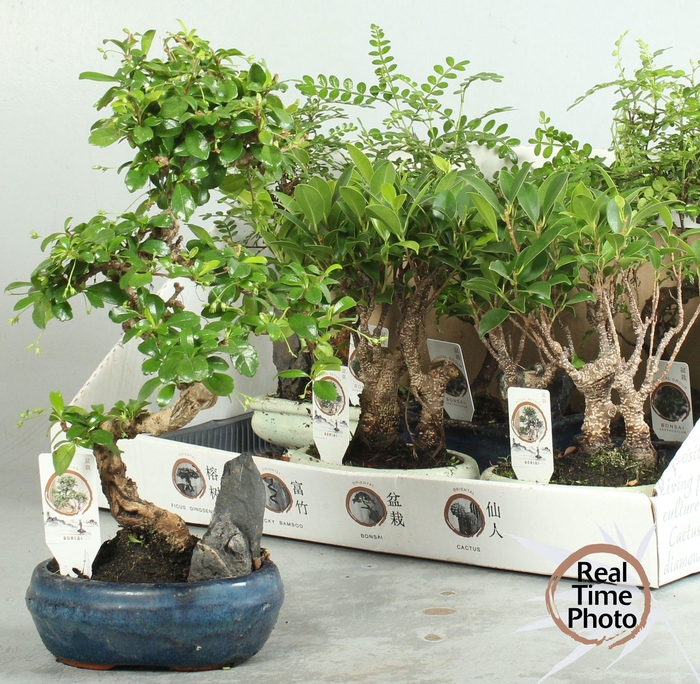 <h4>BONSAI GEM</h4>