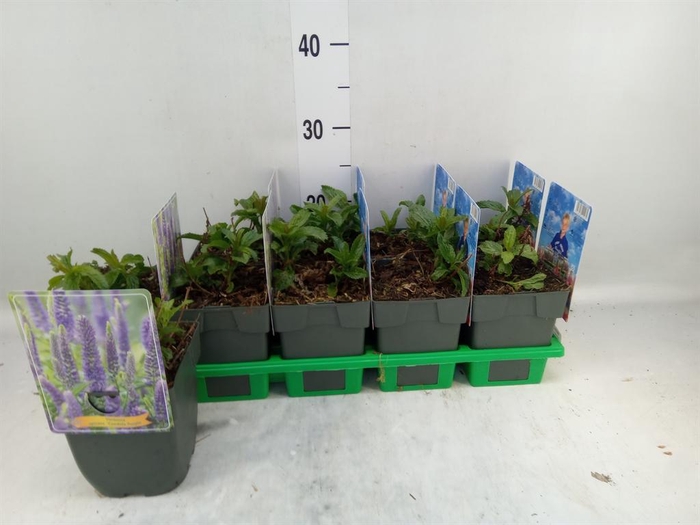 <h4>Veronica spicata</h4>