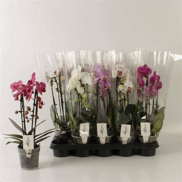 <h4>PHAL EL CASCADE</h4>