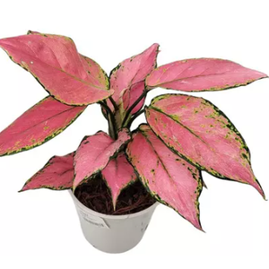 AGLAONEMA CHERRY BABY P12