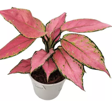 AGLAONEMA CHERRY BABY P12