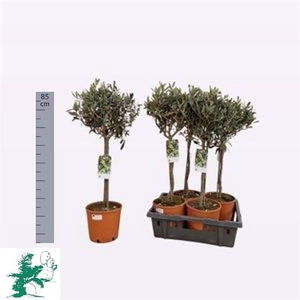 OLEA EUROPAEA 80CM P20