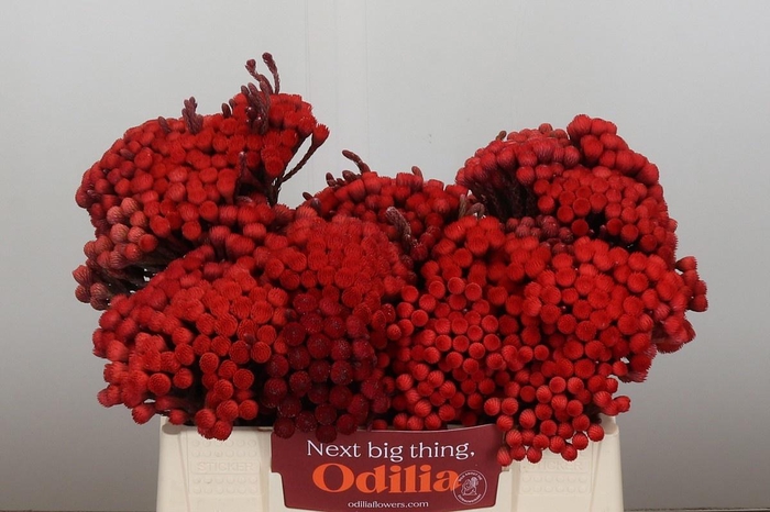 <h4>BRUN LA RED</h4>