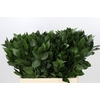 Ruscus