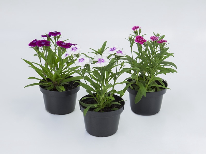 <h4>CRAVINEA IDEAL P11</h4>