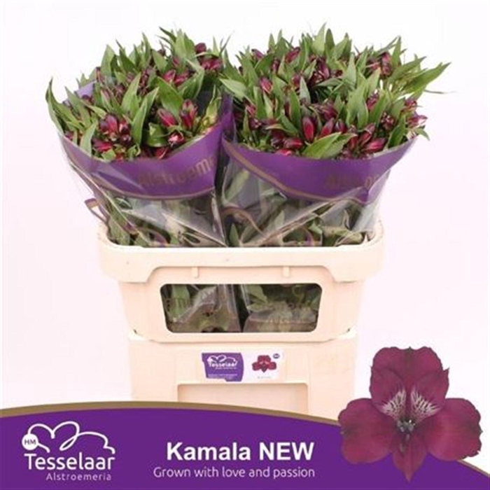 <h4>Alstr Kamala</h4>