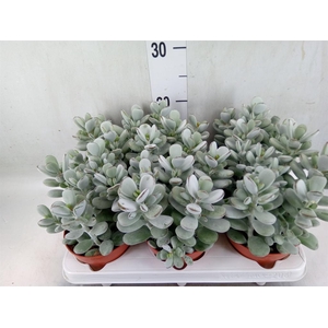 Cotyledon  'Coral'