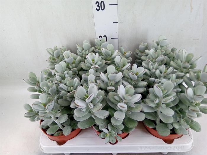 <h4>Cotyledon  'Coral'</h4>
