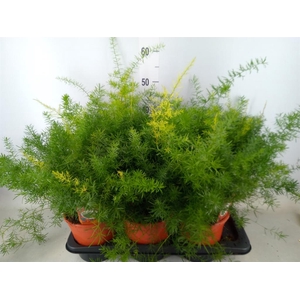 Asparagus dens. 'Sprengeri'