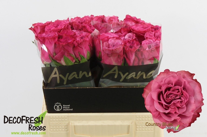 <h4>R Gr Country Blues</h4>