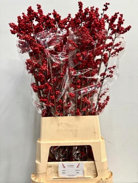 <h4>ILEX MAG SUPREME RED</h4>