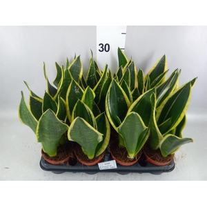Sansevieria trifa.   ...