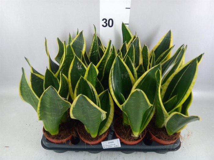 <h4>Sansevieria trifa.   ...</h4>