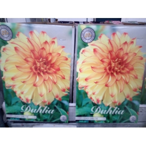 Dahlia   ...flowerbulbs