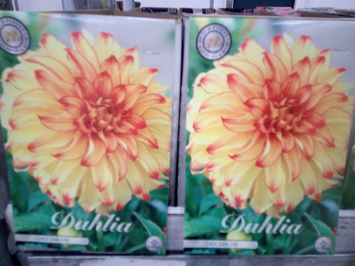 <h4>Dahlia   ...flowerbulbs</h4>