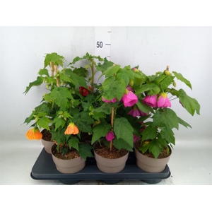 Abutilon   ...mix