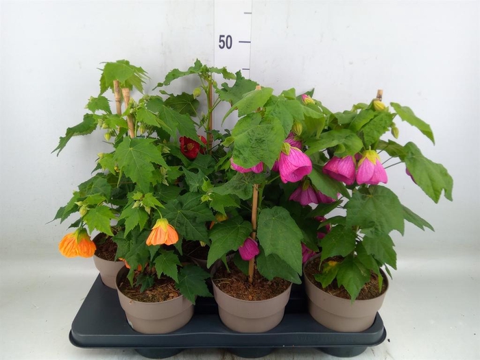<h4>Abutilon   ...mix</h4>