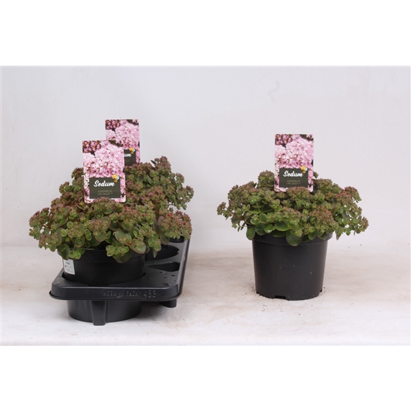 <h4>Sedum SunSparkler 'Lime Zinger'</h4>