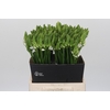 Ornithogalum Mount Fuji