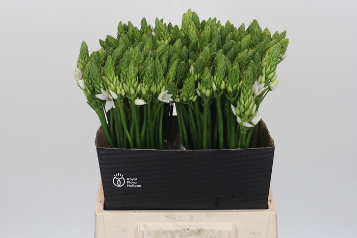 <h4>Ornithogalum Mount Fuji</h4>