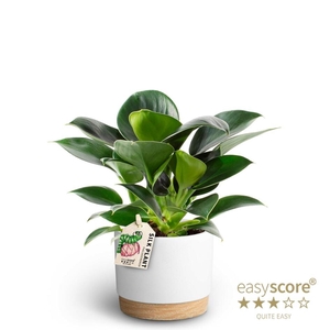 PHILODENDRON ERUBESCENS P10 WB GREEN PRINC