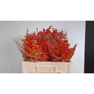ILEX VE ORANGE GLOW