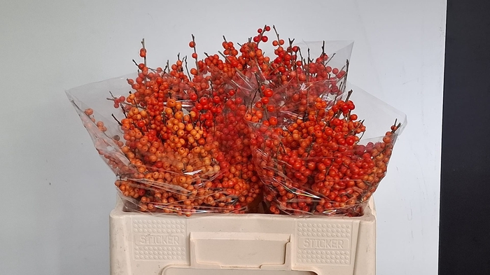 <h4>ILEX VE ORANGE GLOW</h4>