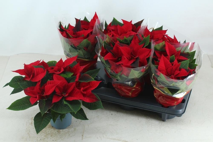 <h4>EUPHOR P SUPERBA</h4>