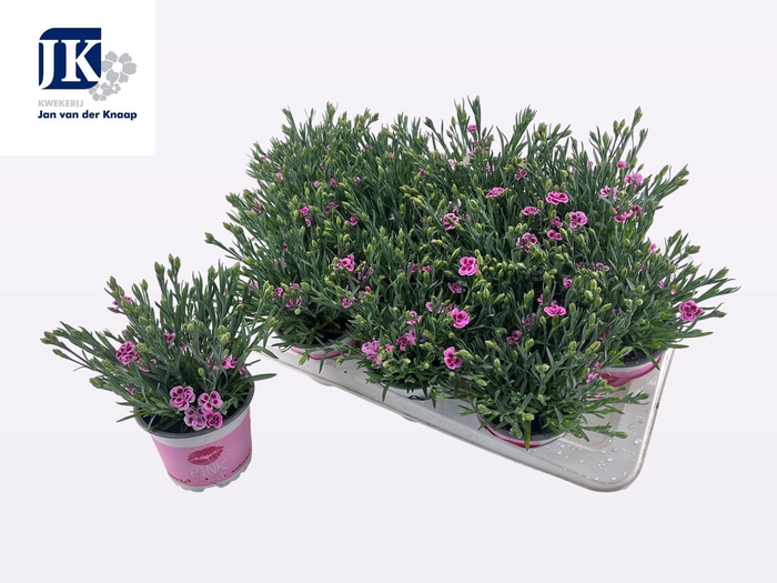 <h4>DIAN DI PINK KISSES</h4>