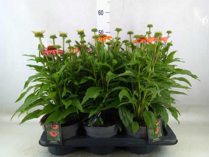 <h4>Echinacea   ...</h4>