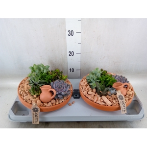 Arr.  Succulents H%
