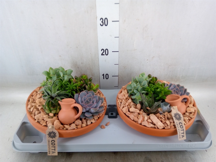 <h4>Arr.  Succulents H%</h4>