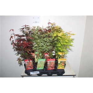 Acer Palmatum Gem