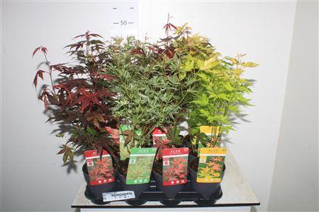 <h4>Acer Palmatum Gem</h4>