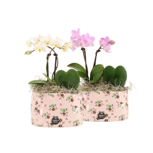 21642: Lovess arrangement