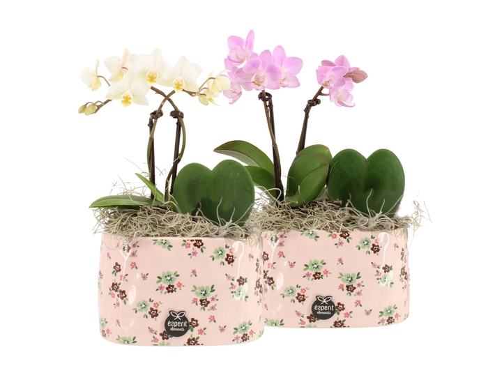 <h4>21642: Lovess arrangement</h4>