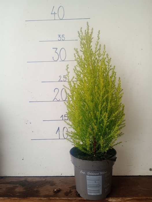<h4>Cupressus macro. 'Goldcrest Wilma'</h4>