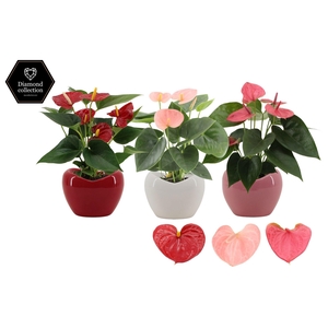 Anthurium 9 cm 3 color mix in Paris ceramics
